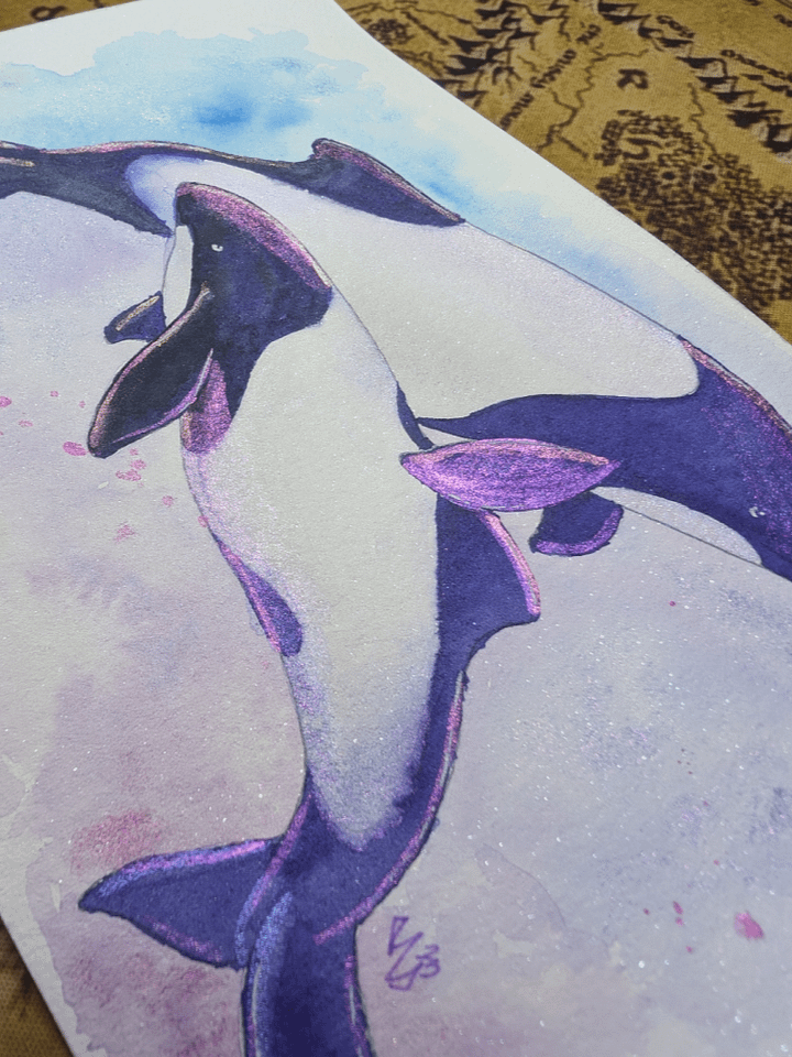 Commerson's Dolphins product image (2)