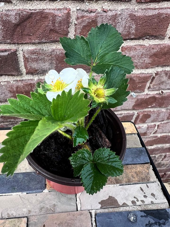 Strawberry Live Plant product image (1)