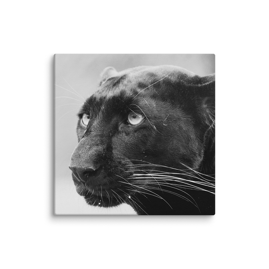 Black Leopard Canvas Print product image (21)