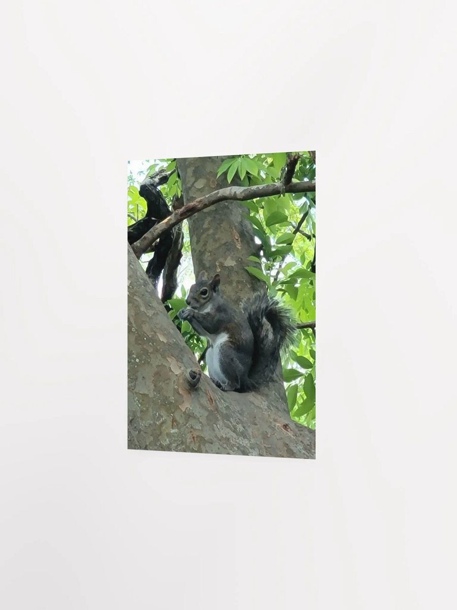 Squirrel FL product image (20)