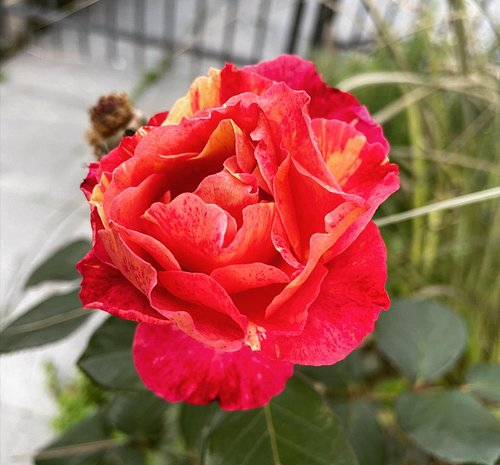 In a wild but beautiful display I haven’t seen previously, it would appear Tyler’s roses must have crossed with the Sunset in...