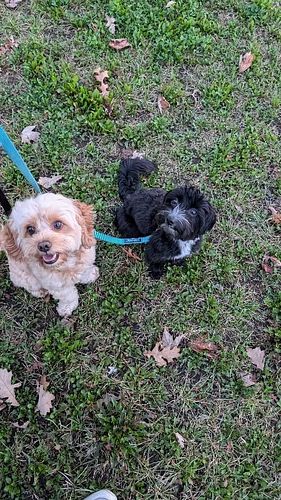 Bruce and Monty, the dynamic duo, out for a stroll and showing off their obedience skills! 🐾💪 

It’s all about practicing the...