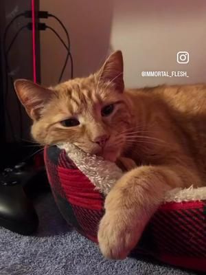 Happy Vern Day #catsofinstagram #catstagram #catlife #cat #mancooncat #gingercat #cats_of_world #catholic #catloversclub #catinstagram #vern #vernthecat 
