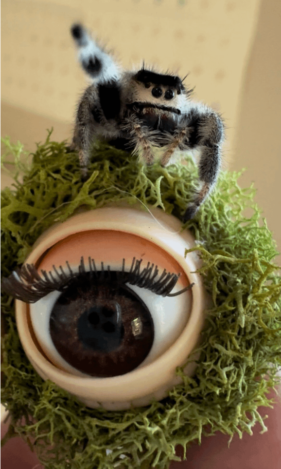 eye jumping spider decor/perch magnet product image (1)
