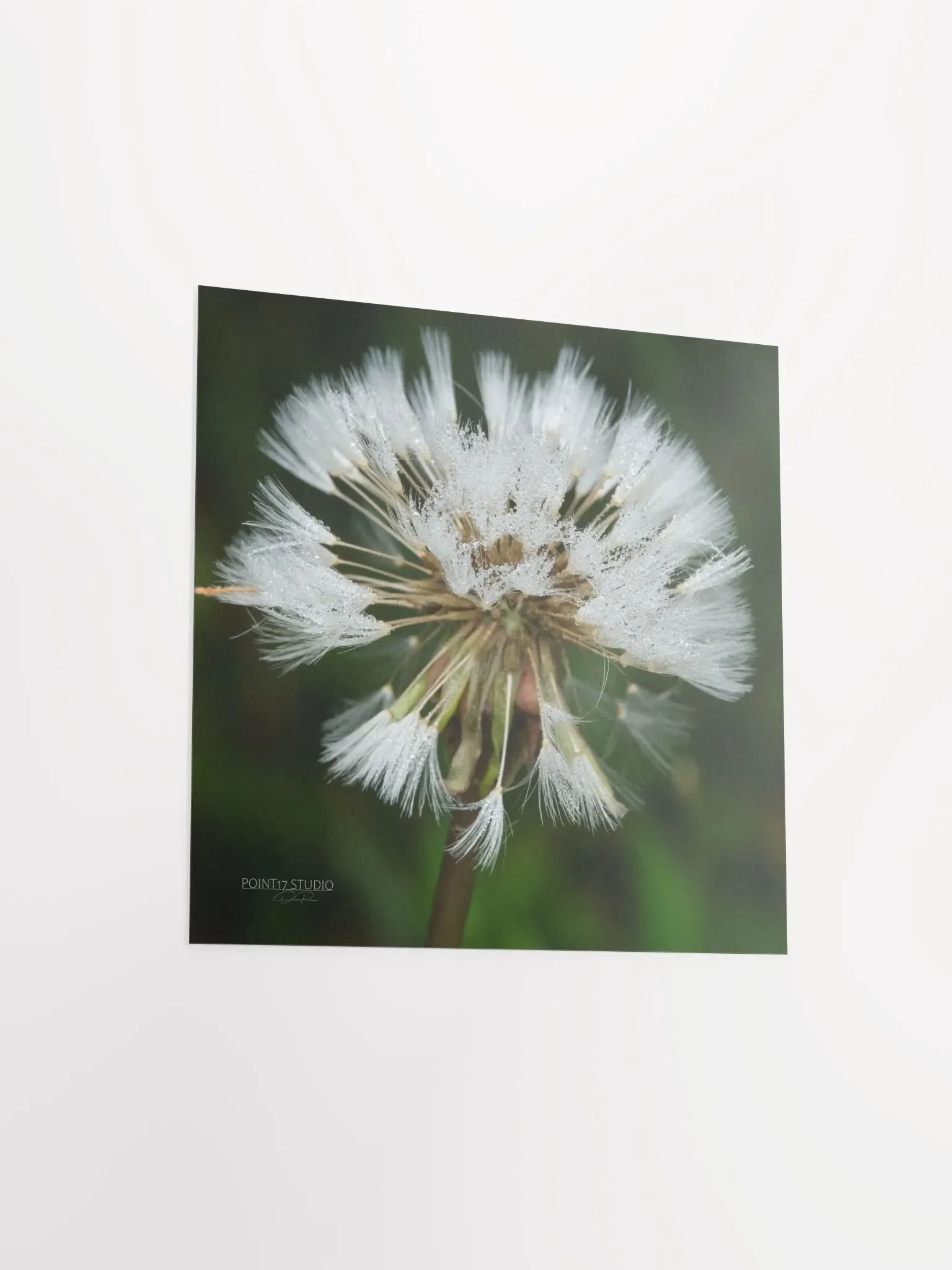 Dandelion #5 - Print product image (8)