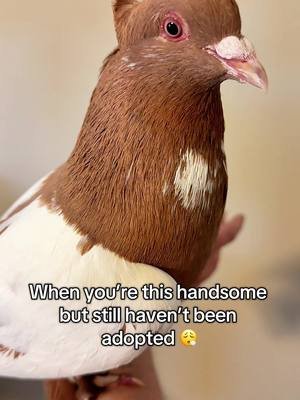 Carrot Cake is somehow still available for adoption! I’m shocked! He’s such a handsome boy!  As a reminder, Carrot Cake is a large bird, ~500g and will need larger than the minimum cage requirement.  Pigeons are domesticated and make amazing pet birds! #creatorsearchinsights #petbirds #petpigeon #pigeonaspets #fancypigeon #adoptablepigeons 