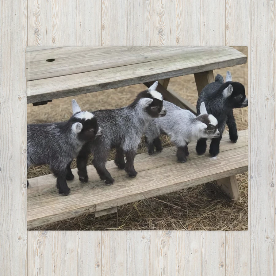 SNUGGLE PYGMY GOAT BLANKET product image (16)