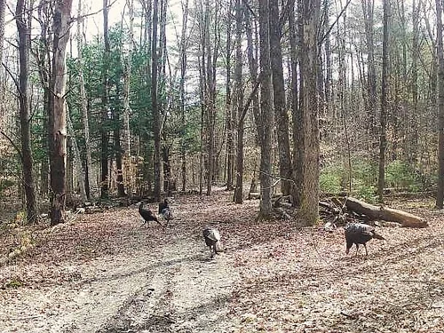 Springtime in the forest and the turkeys are on the move #springturkey #forestpath