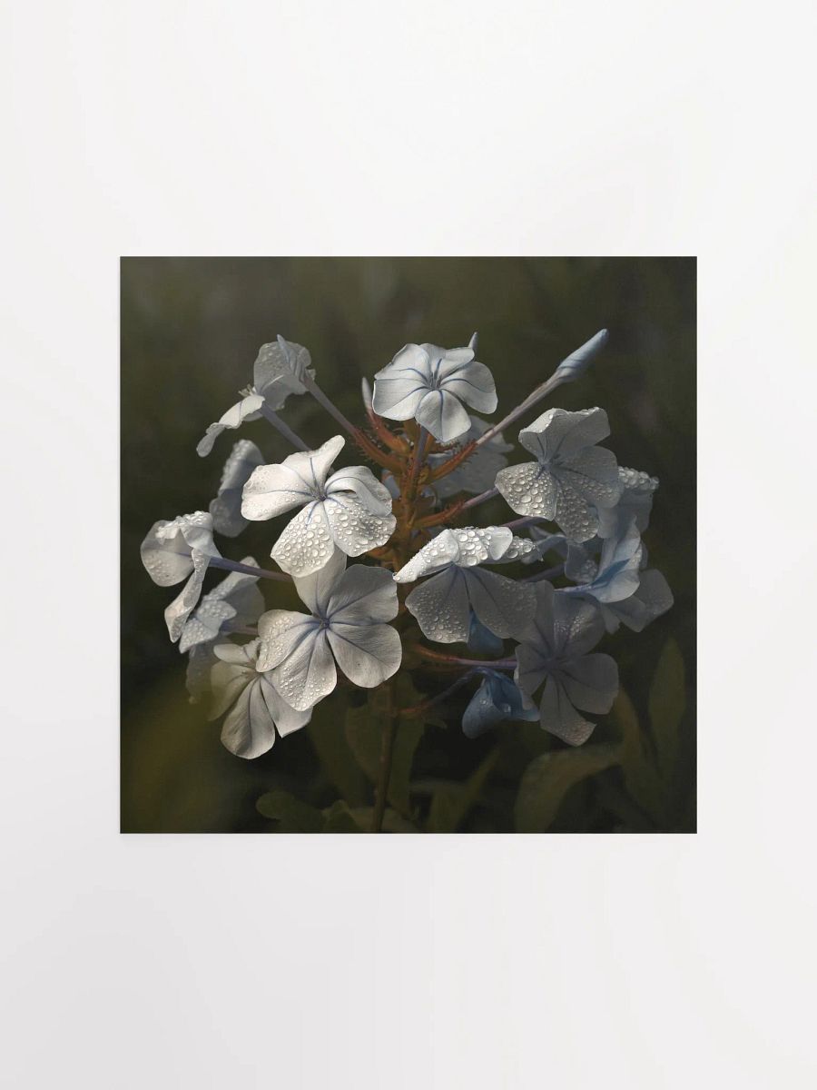 Plumbago after the Rain product image (4)
