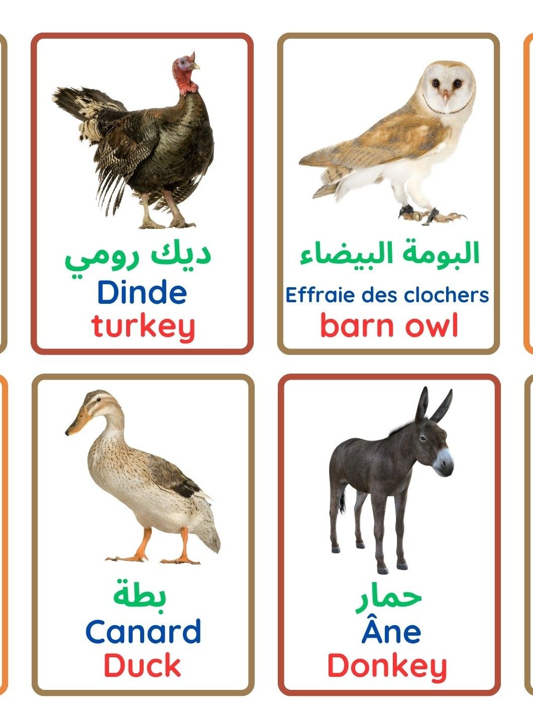 Pictures & Words: Vocabulary / صور وكلمات: المفردات product image (2)