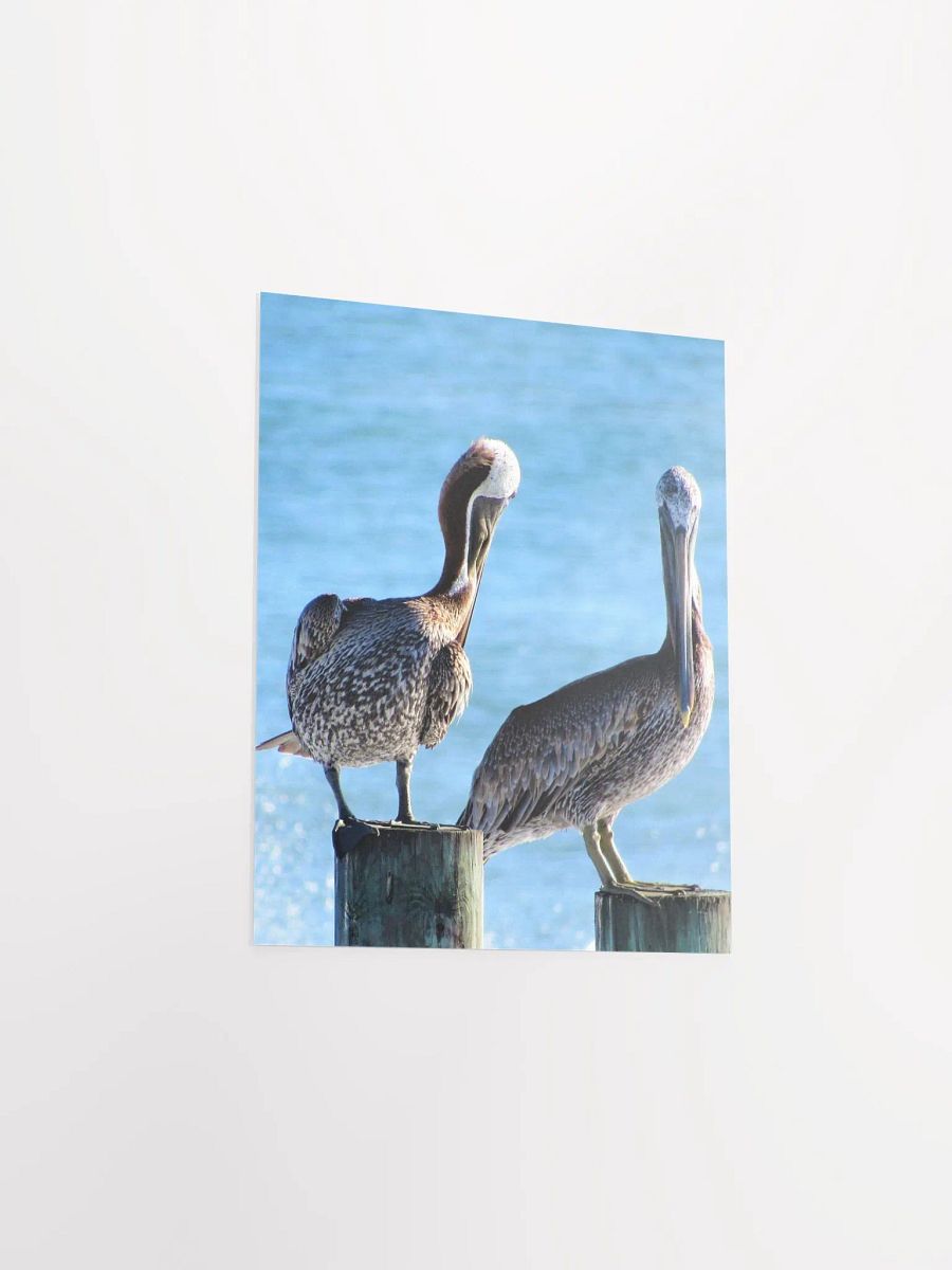 Pelicans product image (22)
