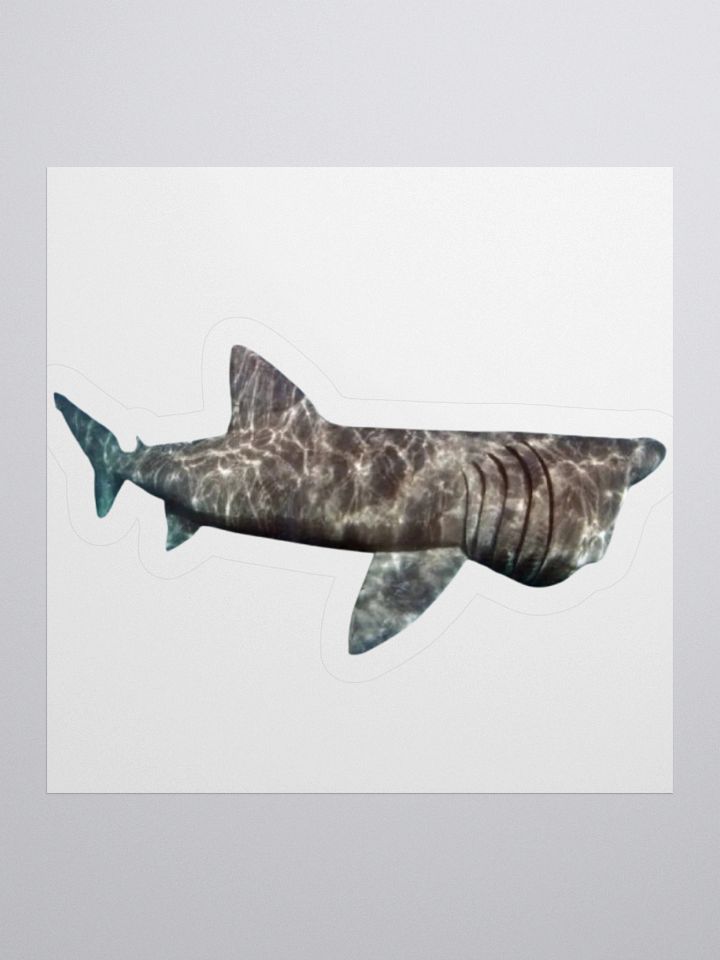 giant basking shark sticker product image (3)