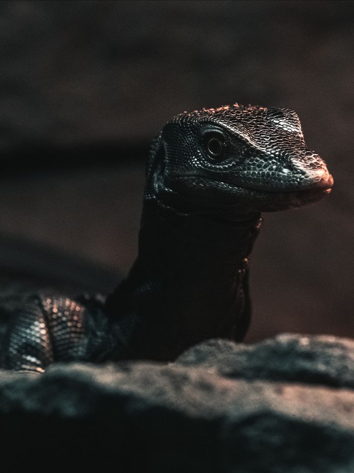 New Baby Black Dragon Water Monitor product image (1)