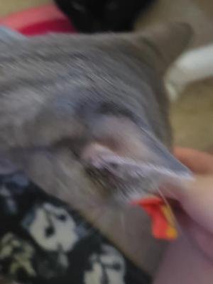lieutenant Dan does not like to give up on his treats. #cat #catsoftiktok #cats #catlover #animal #fypシ゚viral #fypage 