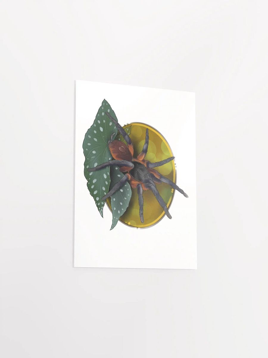 Davus sp Panama product image (7)