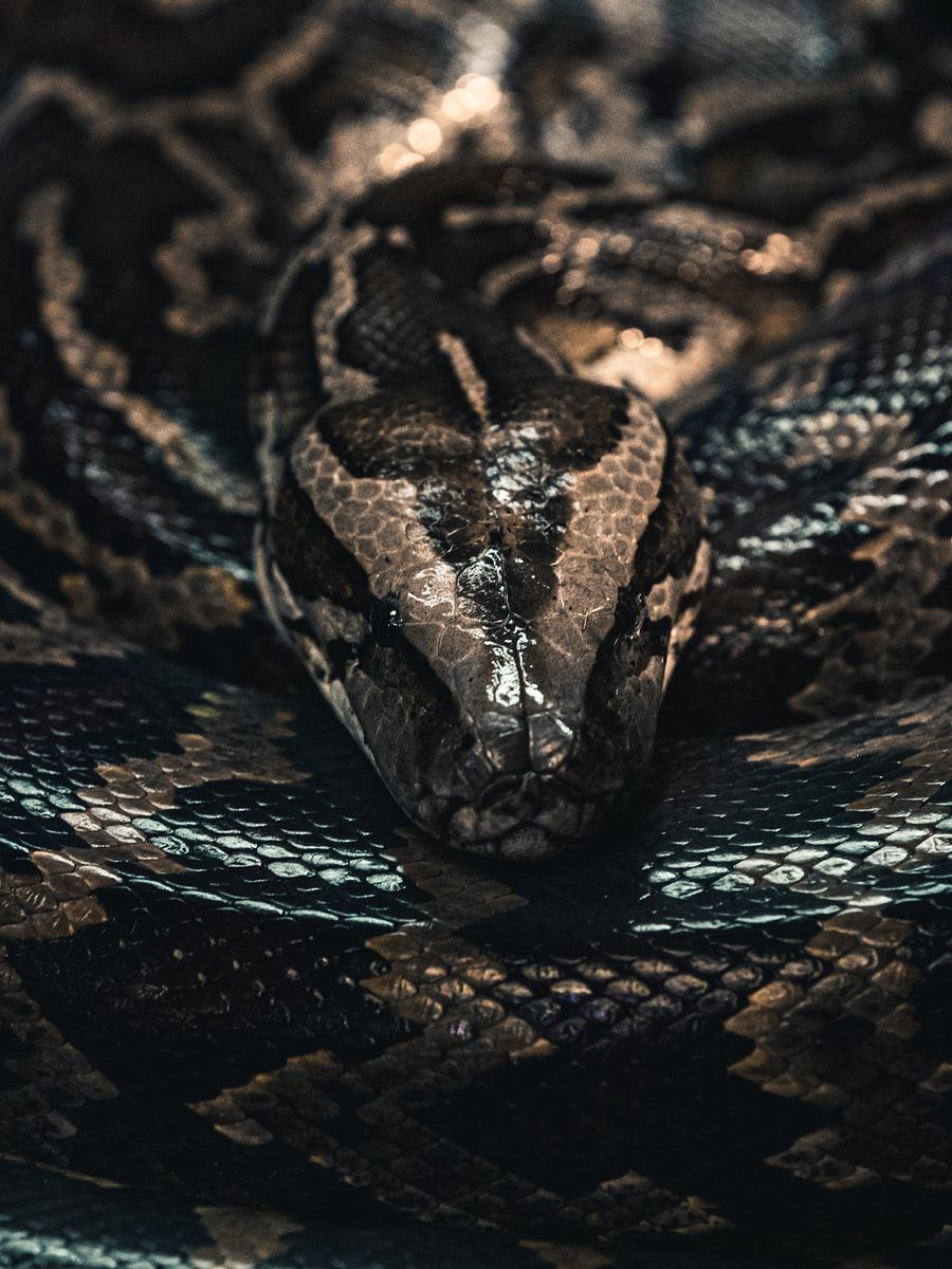 Burmese Python product image (1)