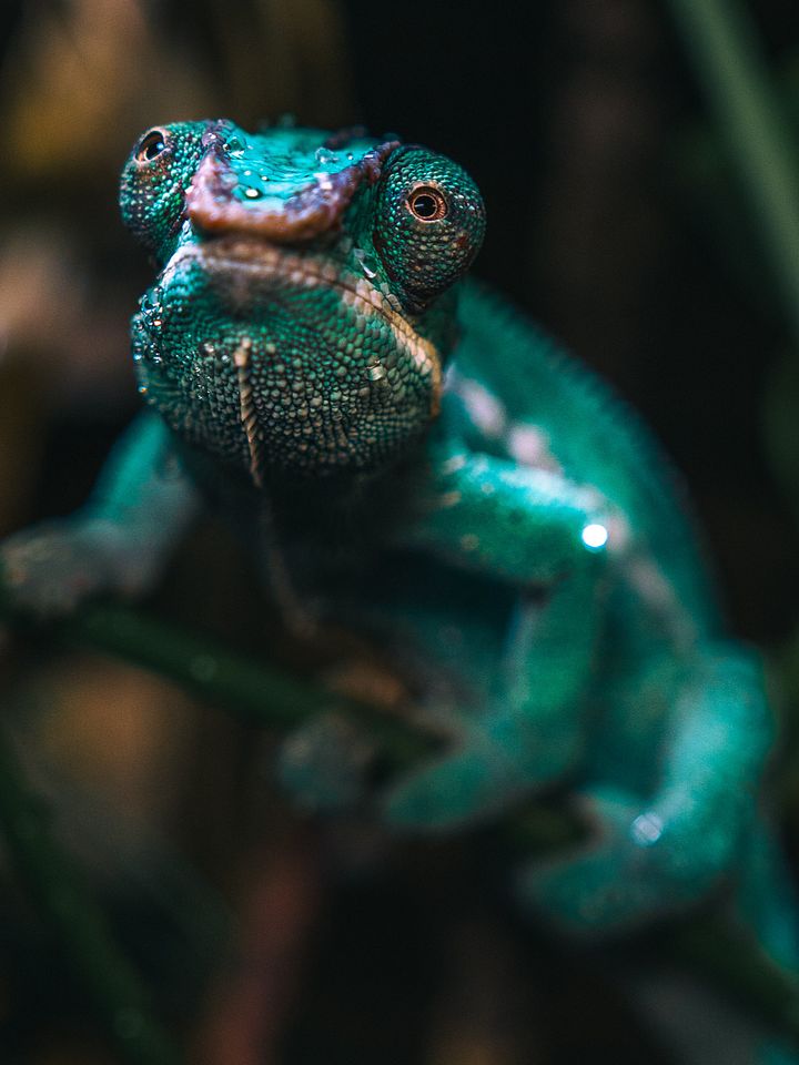 Nose Bae Panther Chameleon #2 product image (1)