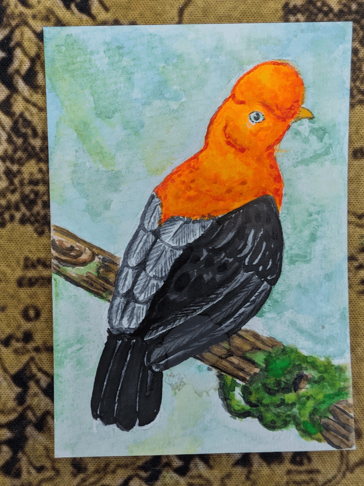 ATC: Cock of the Rock product image (1)