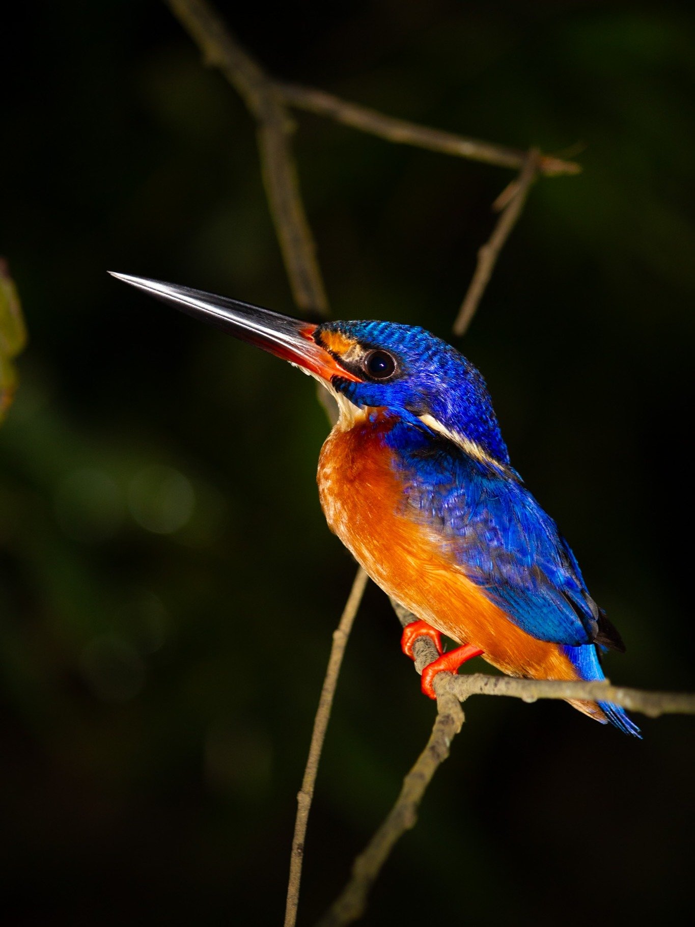 Backpacker’s Guide to Kinabatangan, Sepilok & Sandakan product image (8)