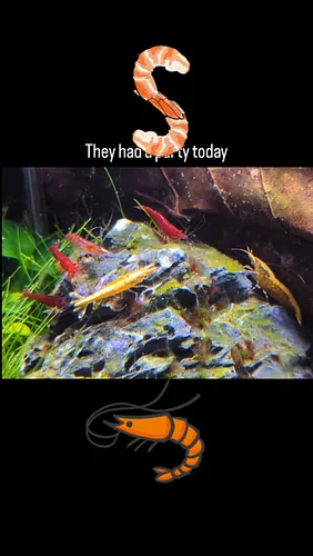 My shrimp had a shrimp party 🎉 this evening on the algae covered rock 🪨