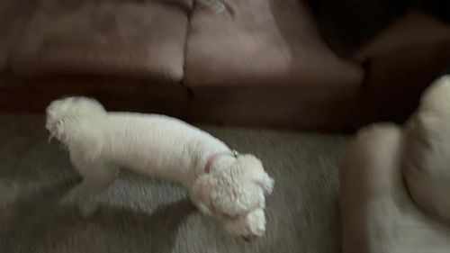 Miso and Toast are our house guests for the next week. .
.
.
.
#dog #doggie #cutepuppy #puppy #bernadoodle #siblings