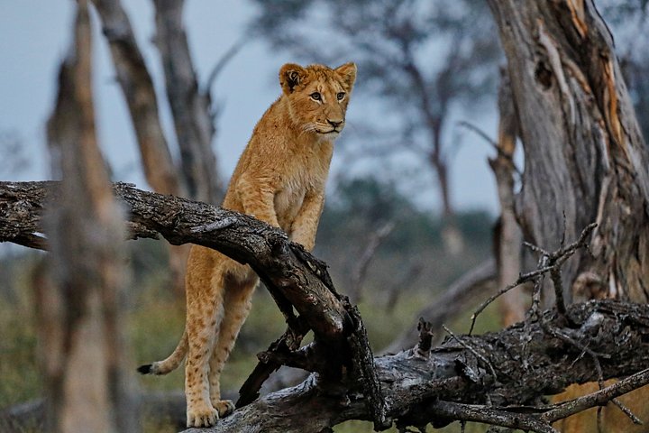 Lion product image (1)