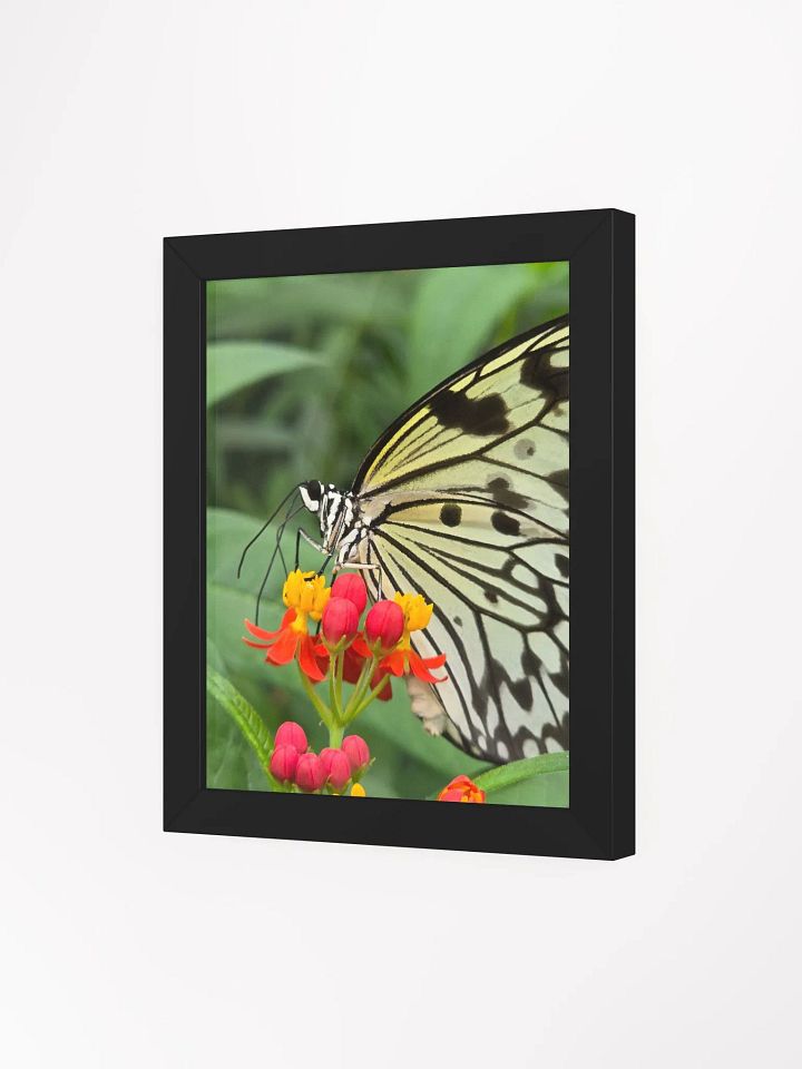Paper Kite Tropical Butterfly Framed Poster product image (1)