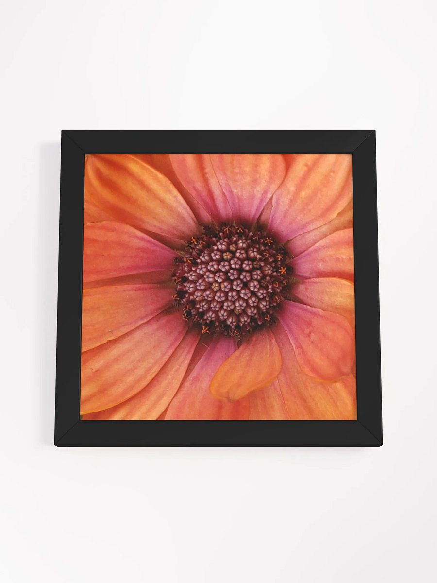Orange Gerber Daisy product image (48)