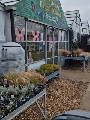 Thanks to @theunplannedmum on Instagram for giving us permission to reshare this lovely video of a recent visit to our butterfly garden. We really love to see how our little visitors enjoy our tropical butterflies, it can really make a memorable day for years to come and there is always something different to see on every return visit. #bexley #hallplace #hallplacebexley #hallplaceandgardens #londonbutterflygardens #londonbutterflygarden #sidcup #Crayford #dartford #erith #welling #bexleyheath #ebbsfleet #swanley #joydenswood #swanscombe #northfleet #gravesend #bromley #orpington #Chistlehurst #meopam #blackfen #greenwich #falconwood #blendon #blackheath #Lewisham #abbeywood #thamesmead