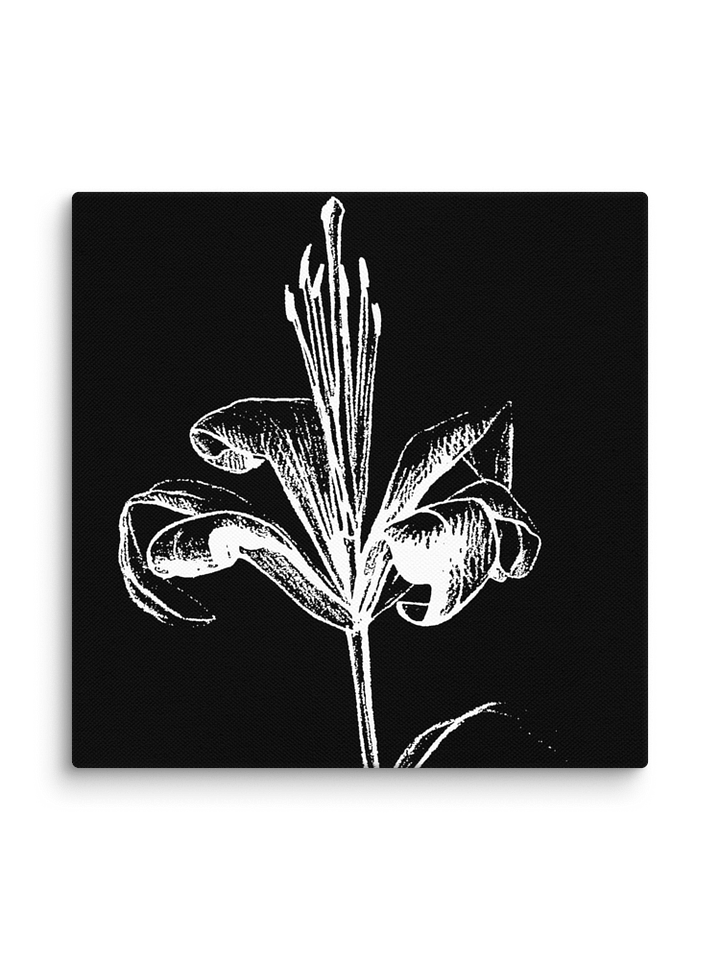 Lily Bloom Canvas Art - Fine Flower Dark product image (2)