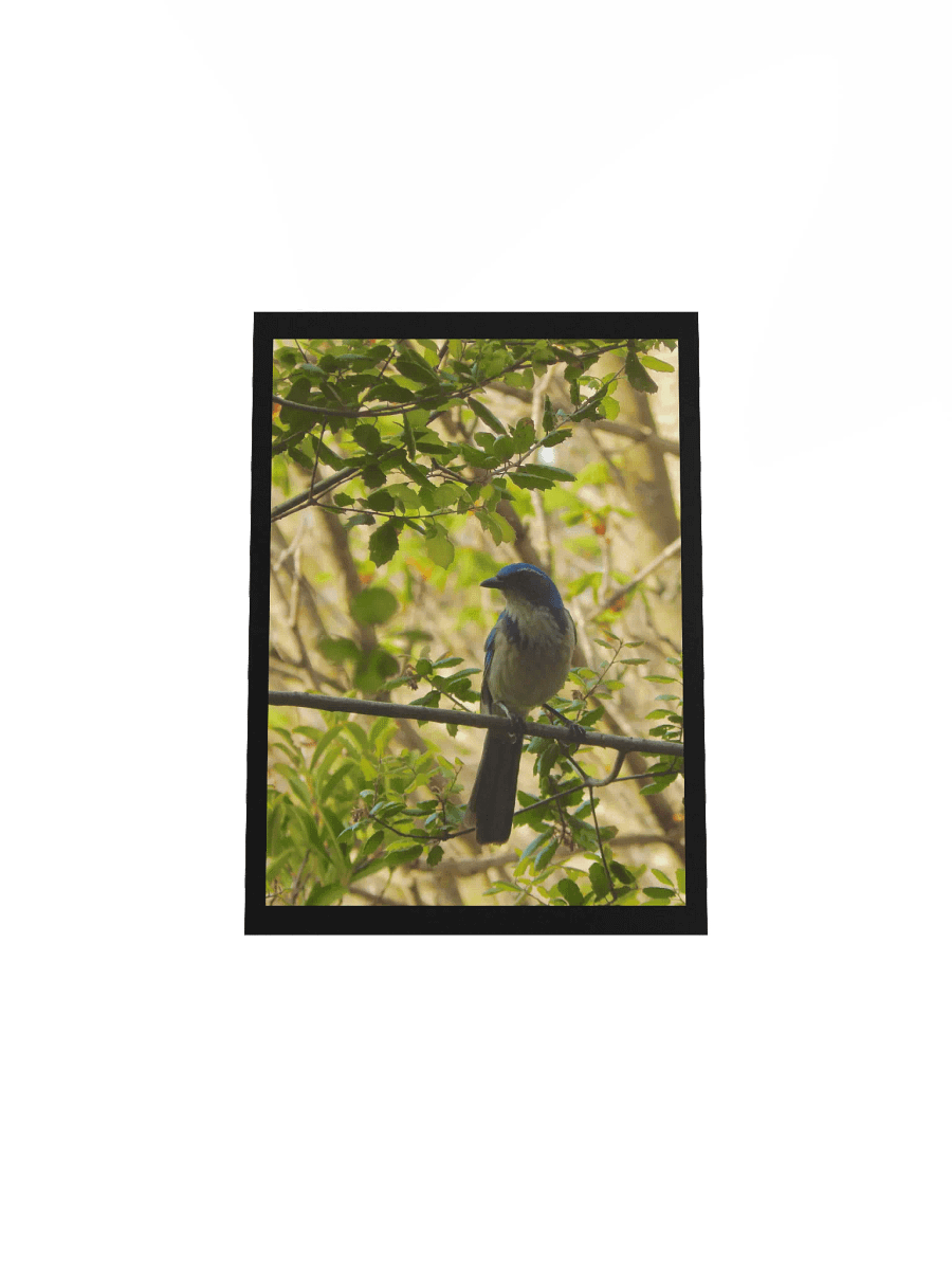 Jay product image (4)