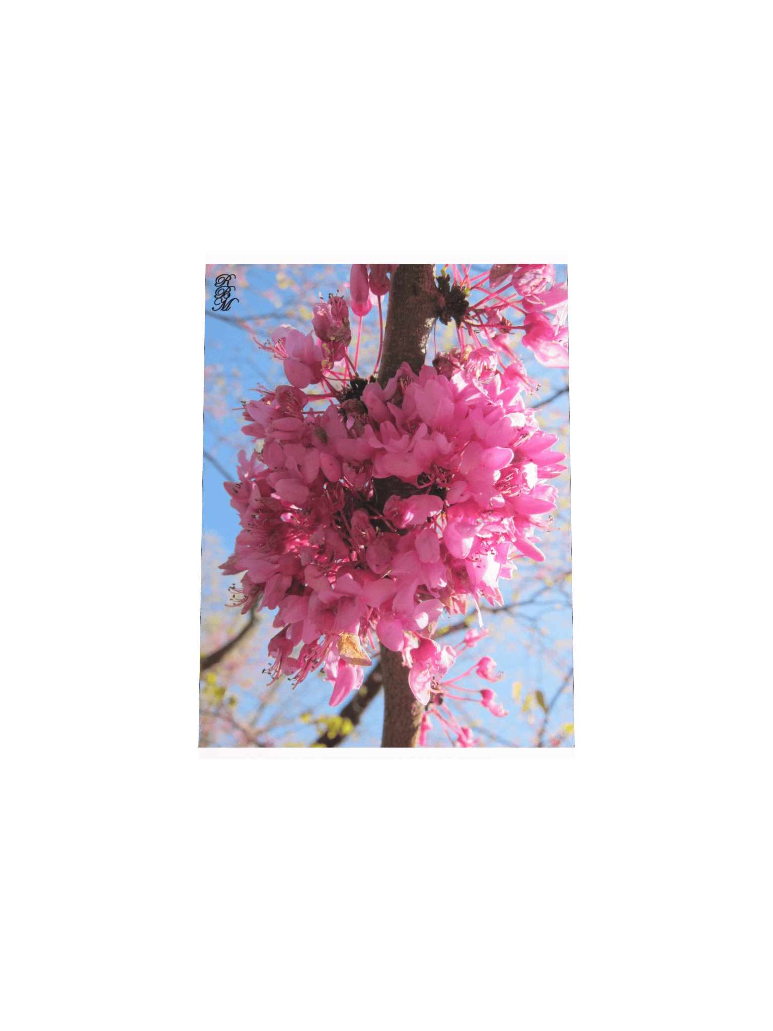 Pink Flowers on a Tree product image (7)