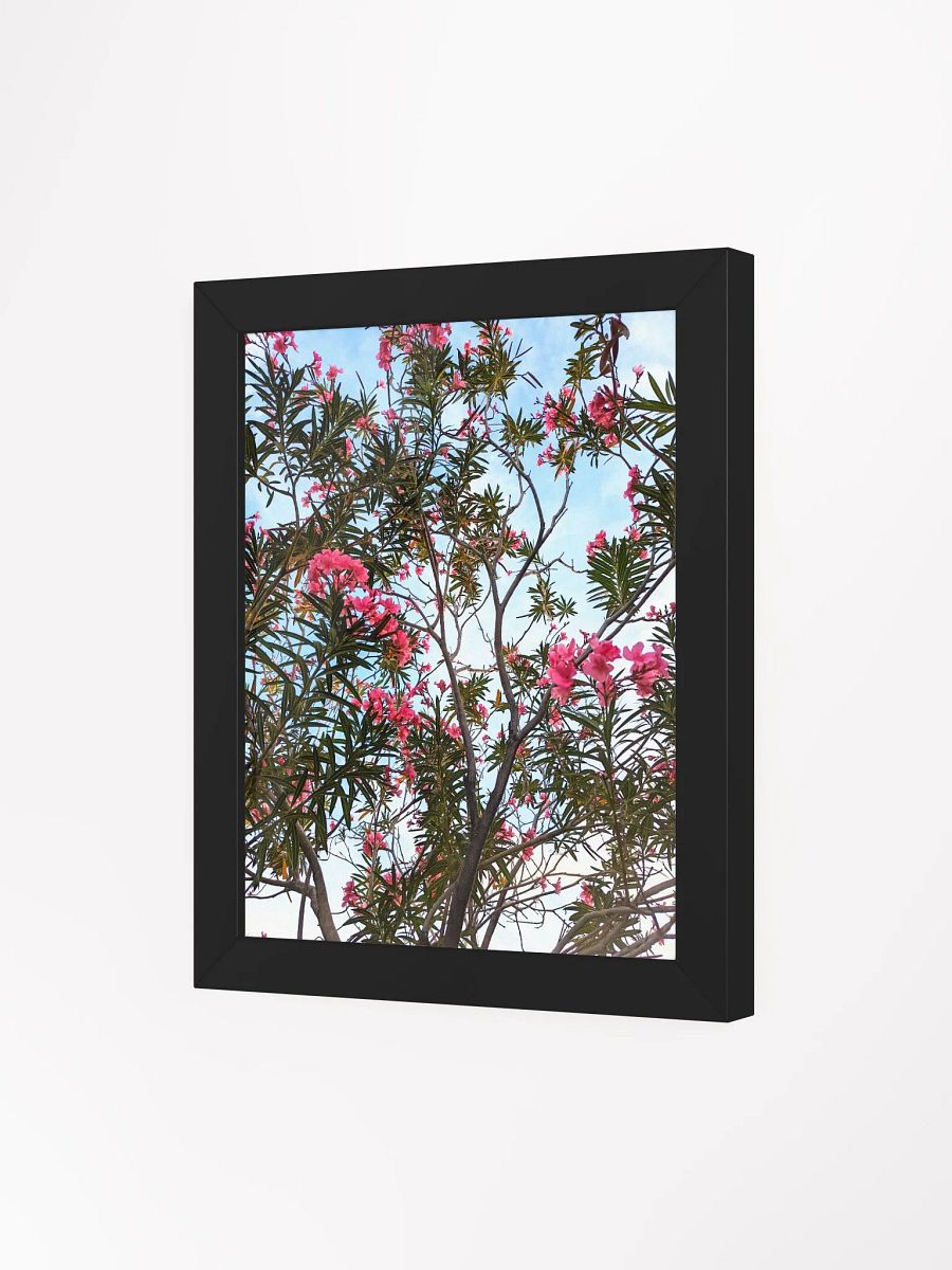 Oleander Tree in the SpringTime Framed High Quality Photograph product image (3)