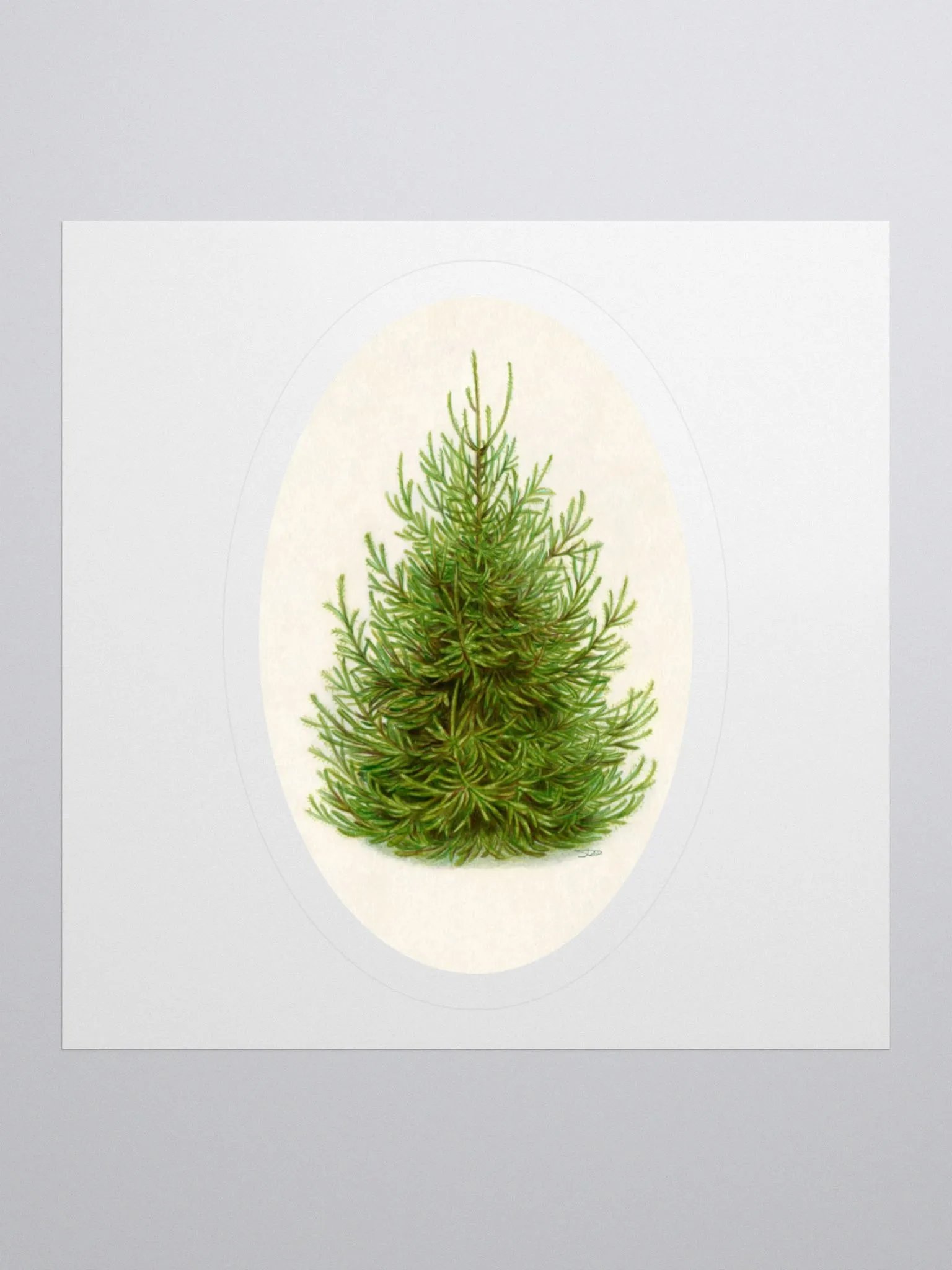 Norway spruce (Picea abies) illustration sticker product image (2)