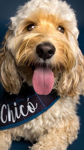 This… is Chico.
He came for the snacks, not the photos. 🧀🐶
At one point we weren’t sure if we were doing a photoshoot or film...