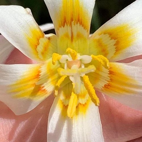 Today’s splash of spring for a fall day is brought to you by Erythronium oregonum, the Fawn Lily, in the Liliaceae, the Lily ...