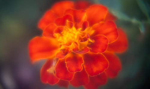 Restored vintage lens for my Sony. I dig the vibrancy, the swirly soft focus, good stuff.