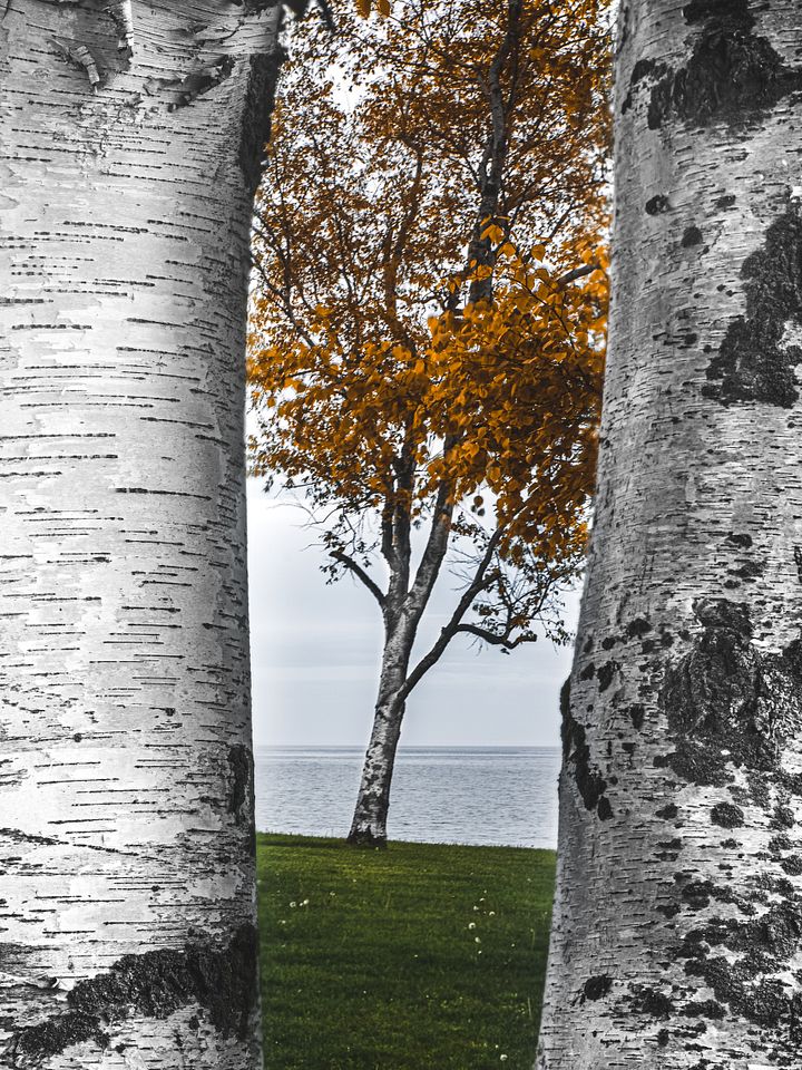 Peek-a-Birch product image (1)