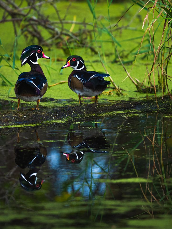 Wood Ducks product image (1)