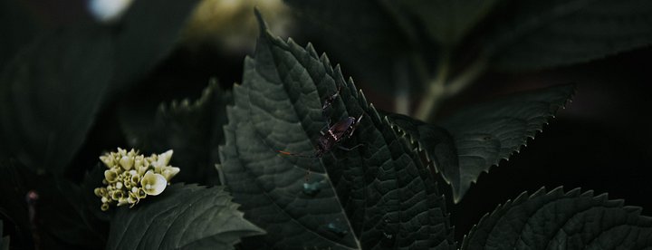 Wooden bug product image (1)