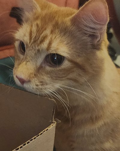 Allow me to introduce my new cat, Dr. Milo Fluffums. Isn't he cute?!
#cat #catlover #catsofinstagram