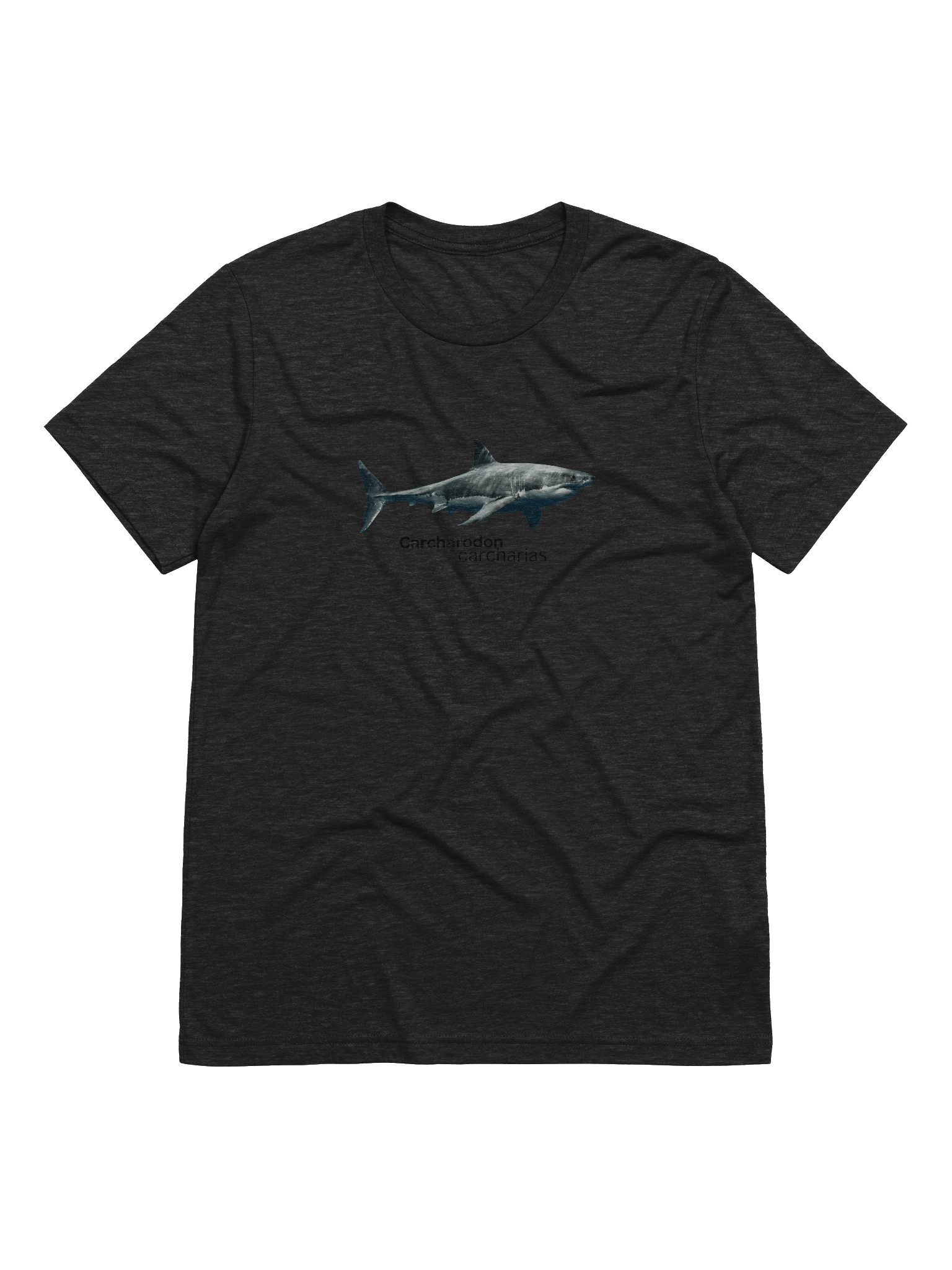 Carcharodon carcharias. product image (1)