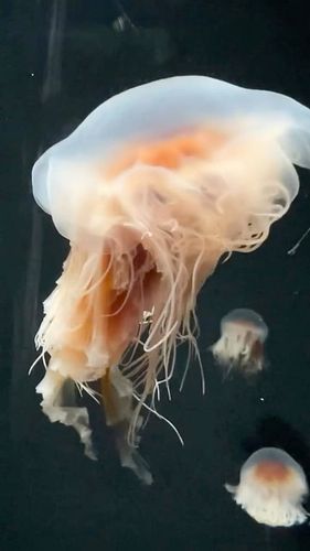 i love the aquarium 🩷🪼 #aquarium #aquariumofthepacific #losangeles #longbeach