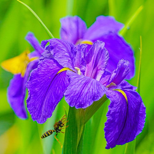While I was at the pond, taking pictures of the irises, a yellow jacket landed on one, and I was able to get some great pictu...