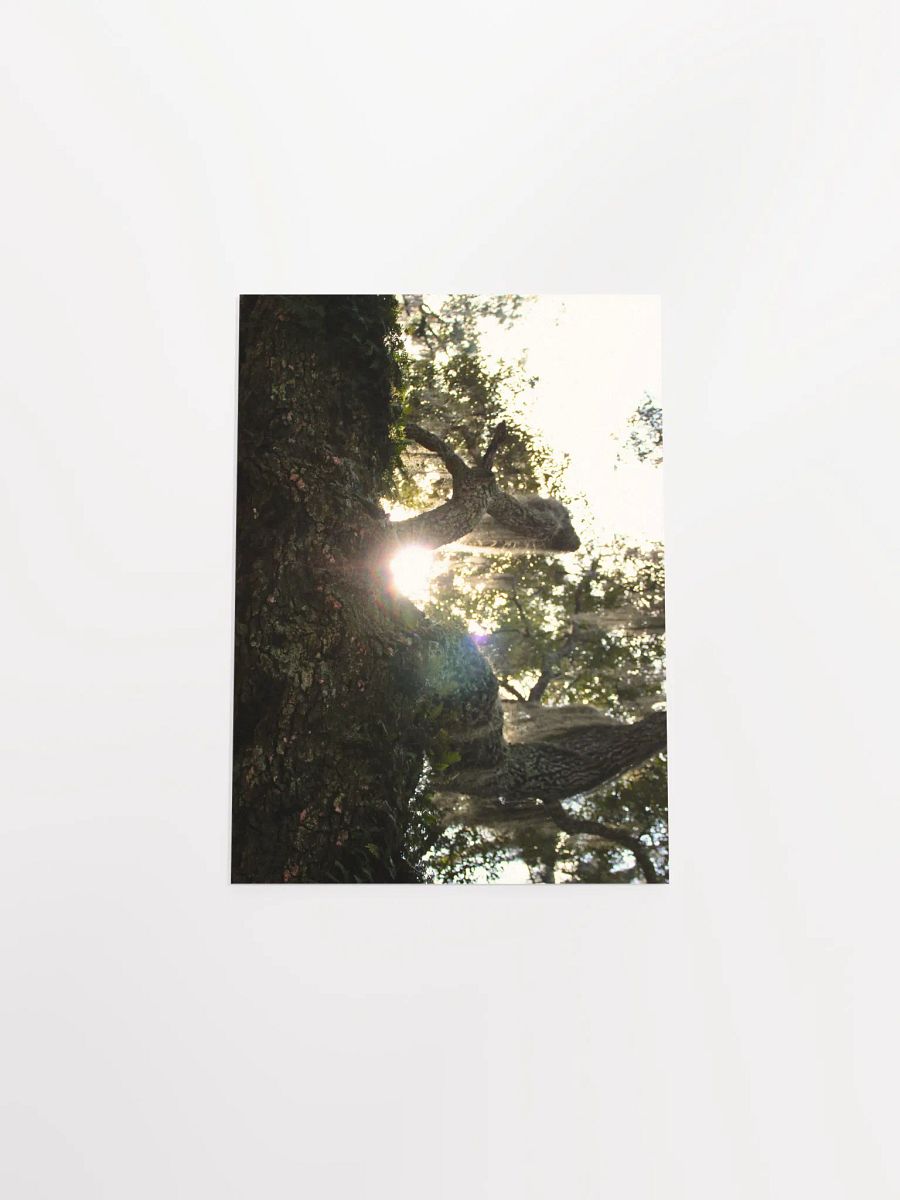Wood, Morning product image (42)