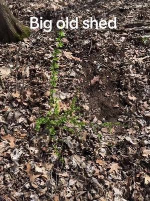 #monstershed #hiking #fyp #whitetail #whitetaildeer #milesforpiles 