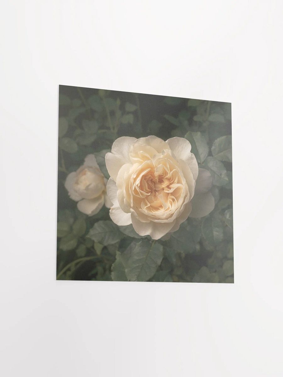 Pale Ivory English Cottage Rose product image (1)