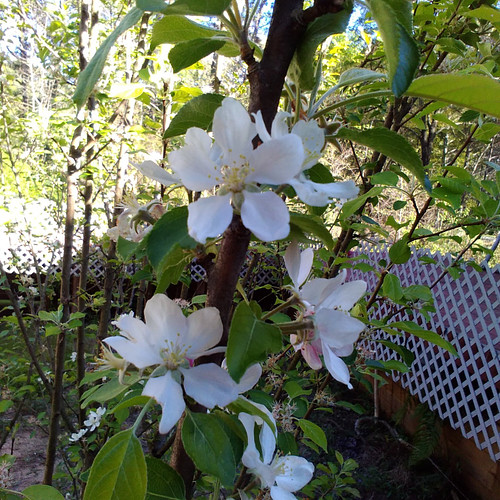 Where those All-American apple pies begin.

#apple #flower #blossom #applepie #photo #beauty #nature #spring