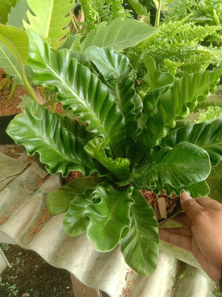 Tanaman bunga kadaka product image (1)