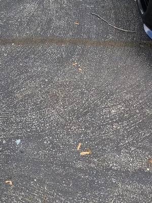 Phase two of un-clapping a decent hatch! #showcar #hardwork #fypシ゚viral #fyp #forthegirls #fortheboys #kia #forte #egg #hatchback #hothatch 